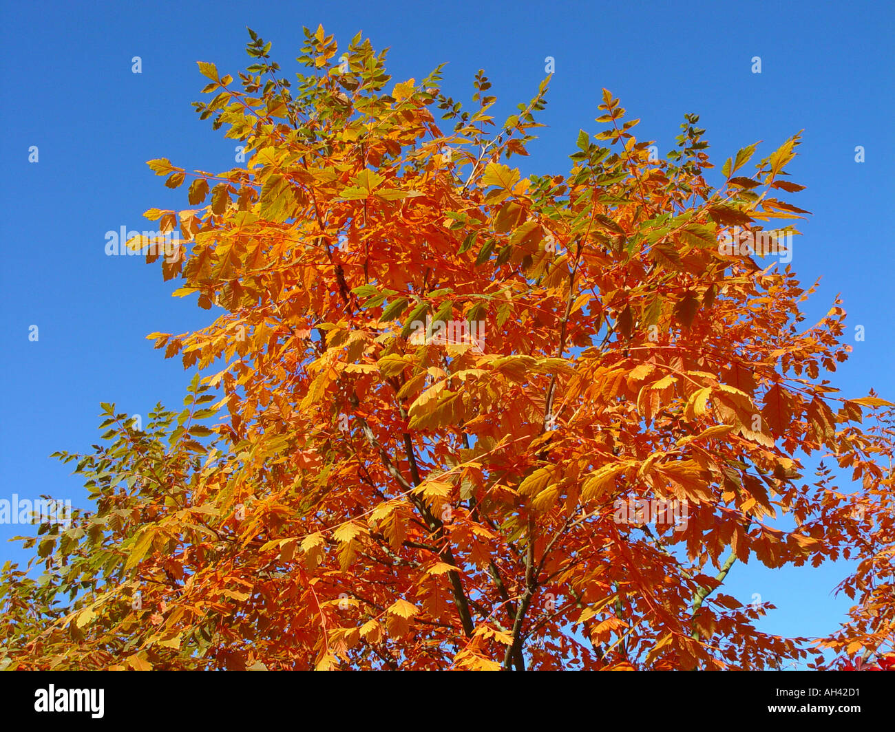 Koelreuteria paniculata autumn fall foliage against blue sky Stock Photo