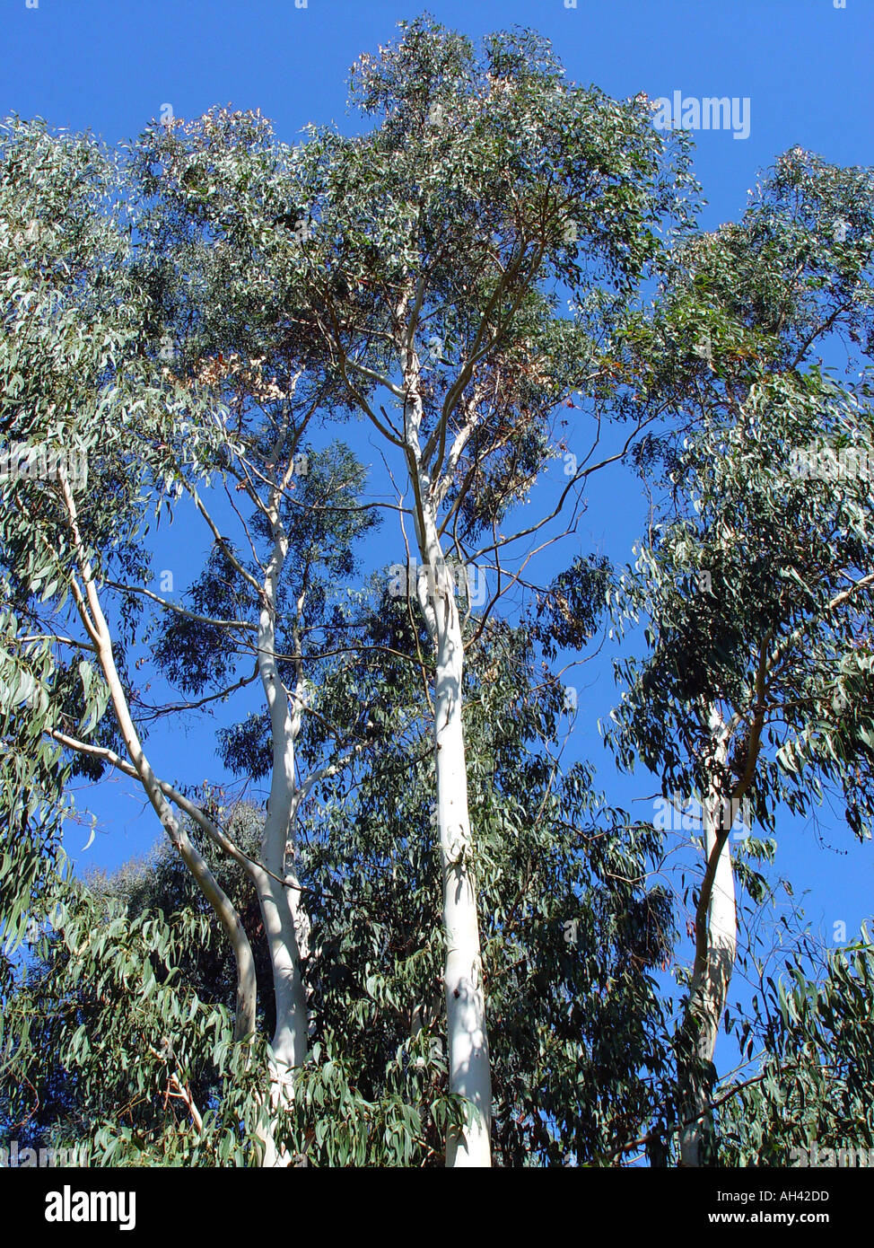 Eucalyptus dalrympleana Sweet Gum tree Stock Photo