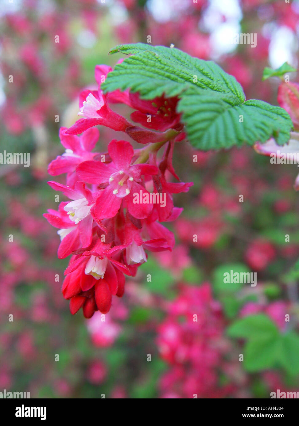 Ribes Pulborough Scarlet Close up Flowering currant Stock Photo