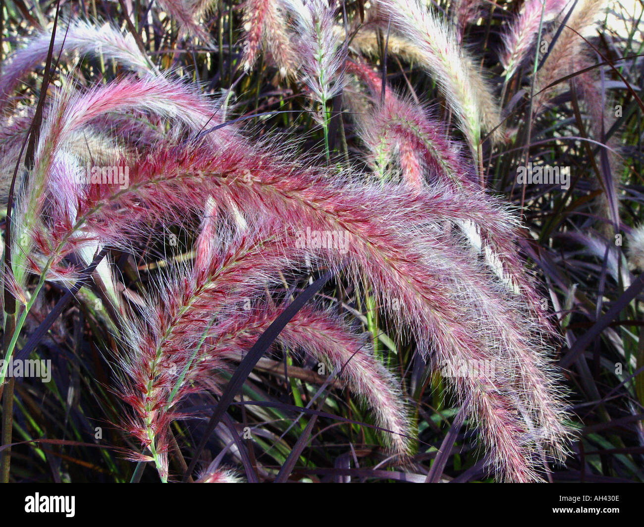 Pennisetum setaceum Purpurea Garden perennial ornamental grass Stock Photo