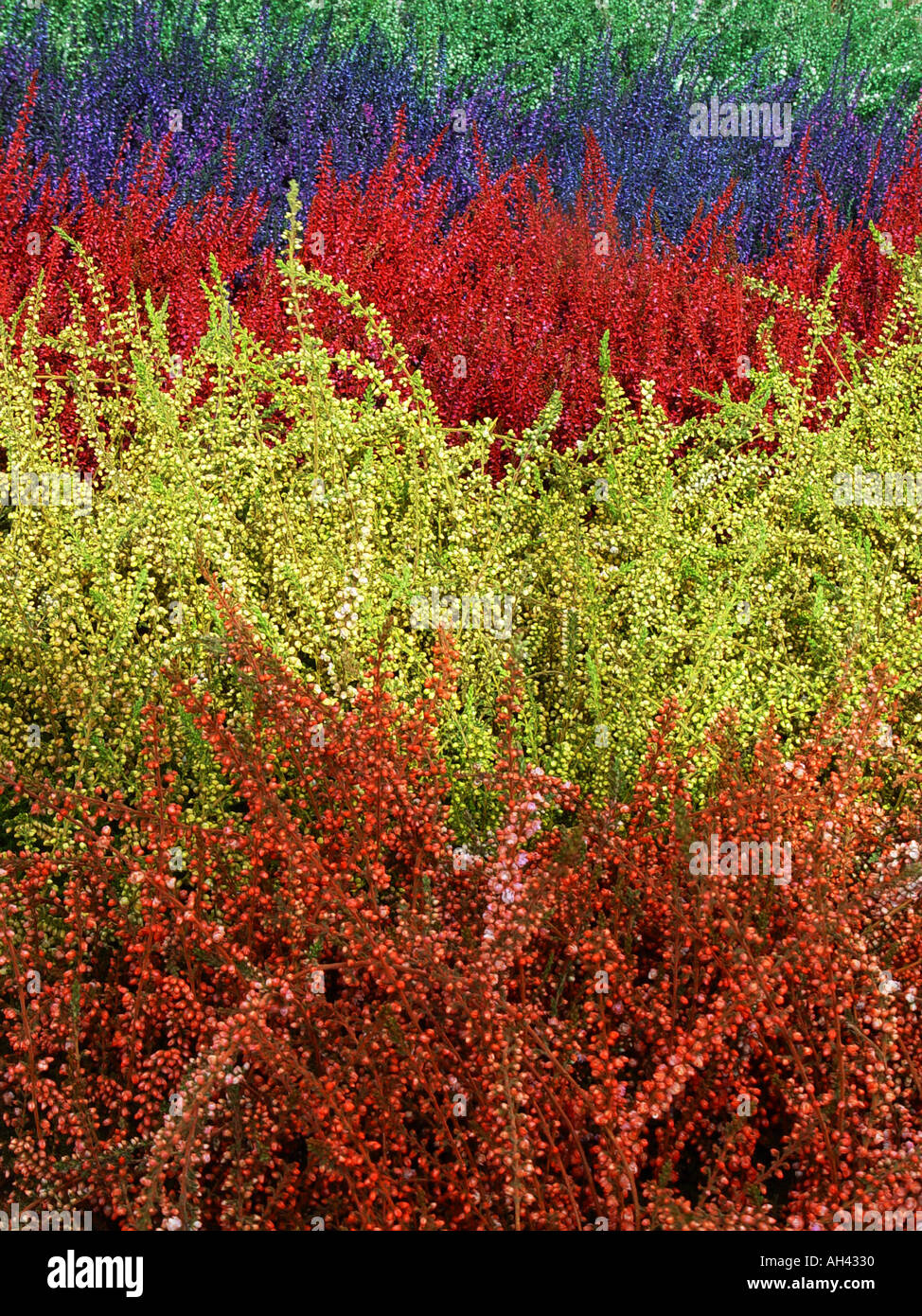 Ericas dyed foliage for sales effect Stock Photo
