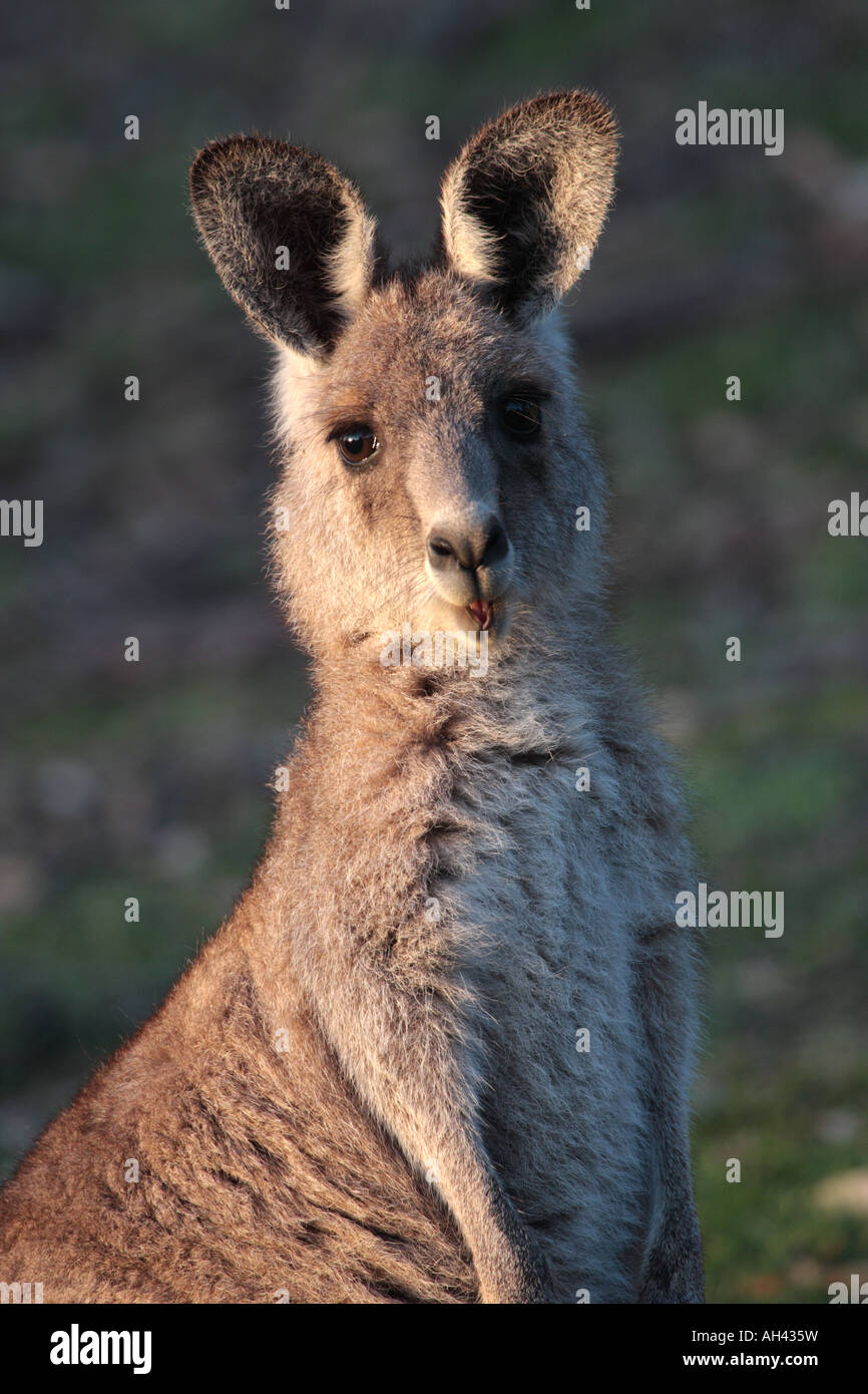 Eastern grey kangaroo, macropus giganteus, single adult male Stock Photo