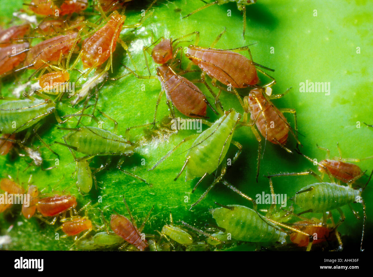 Aphids eater hires stock photography and images Alamy