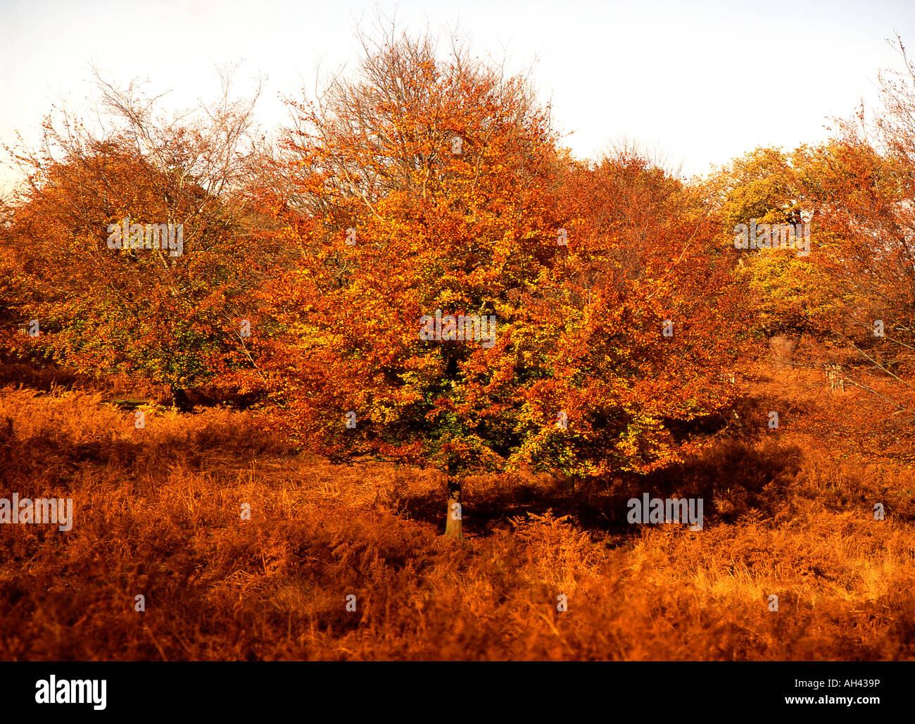 Ferns golden autumn leaves hi-res stock photography and images - Alamy