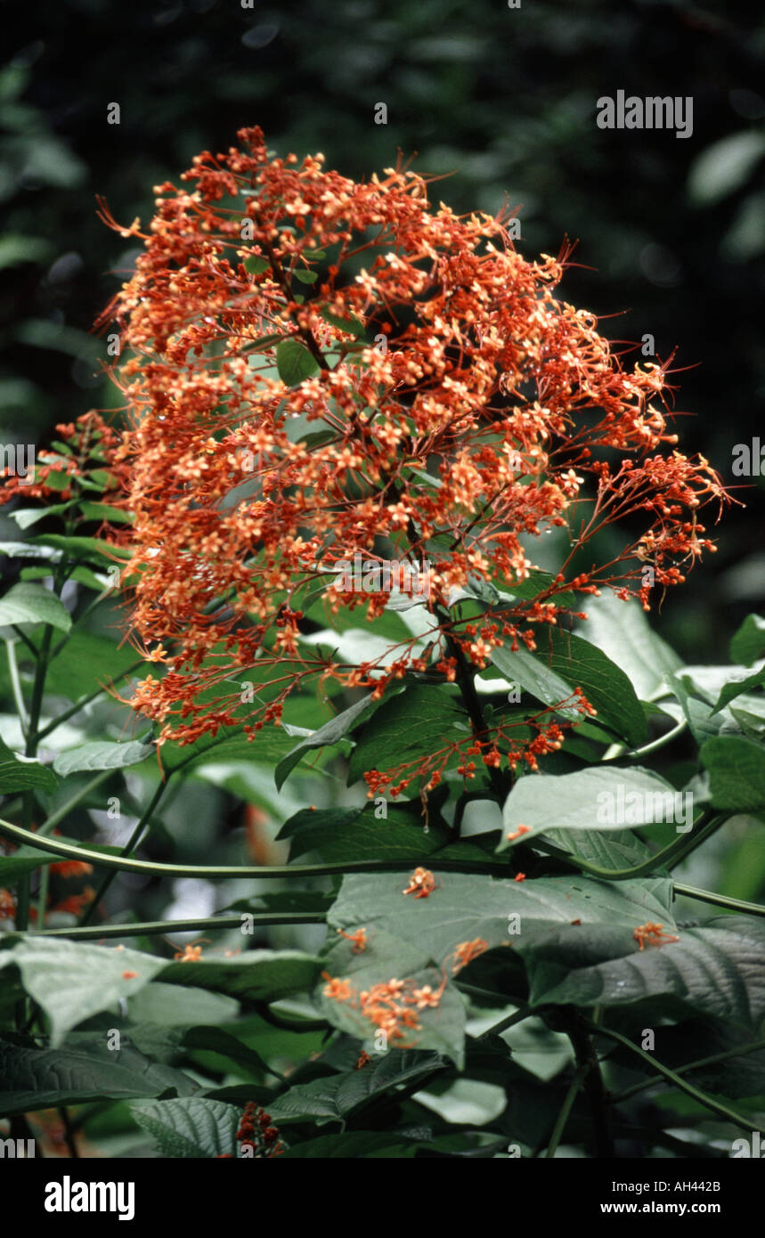 Orange Flower in Costa Rican Jungle Stock Photo