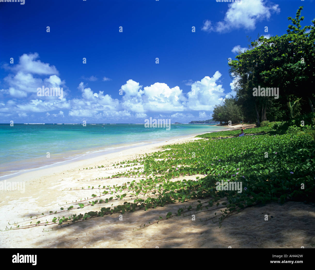 Anini Beach in Kauai in the Hawaiian Islands Stock Photo Alamy