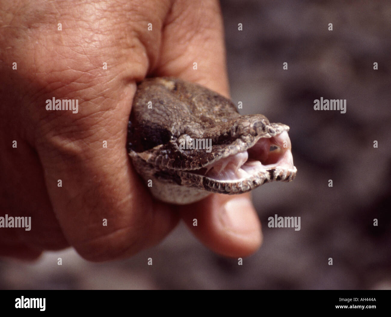 Python teeth hi-res stock photography and images - Alamy