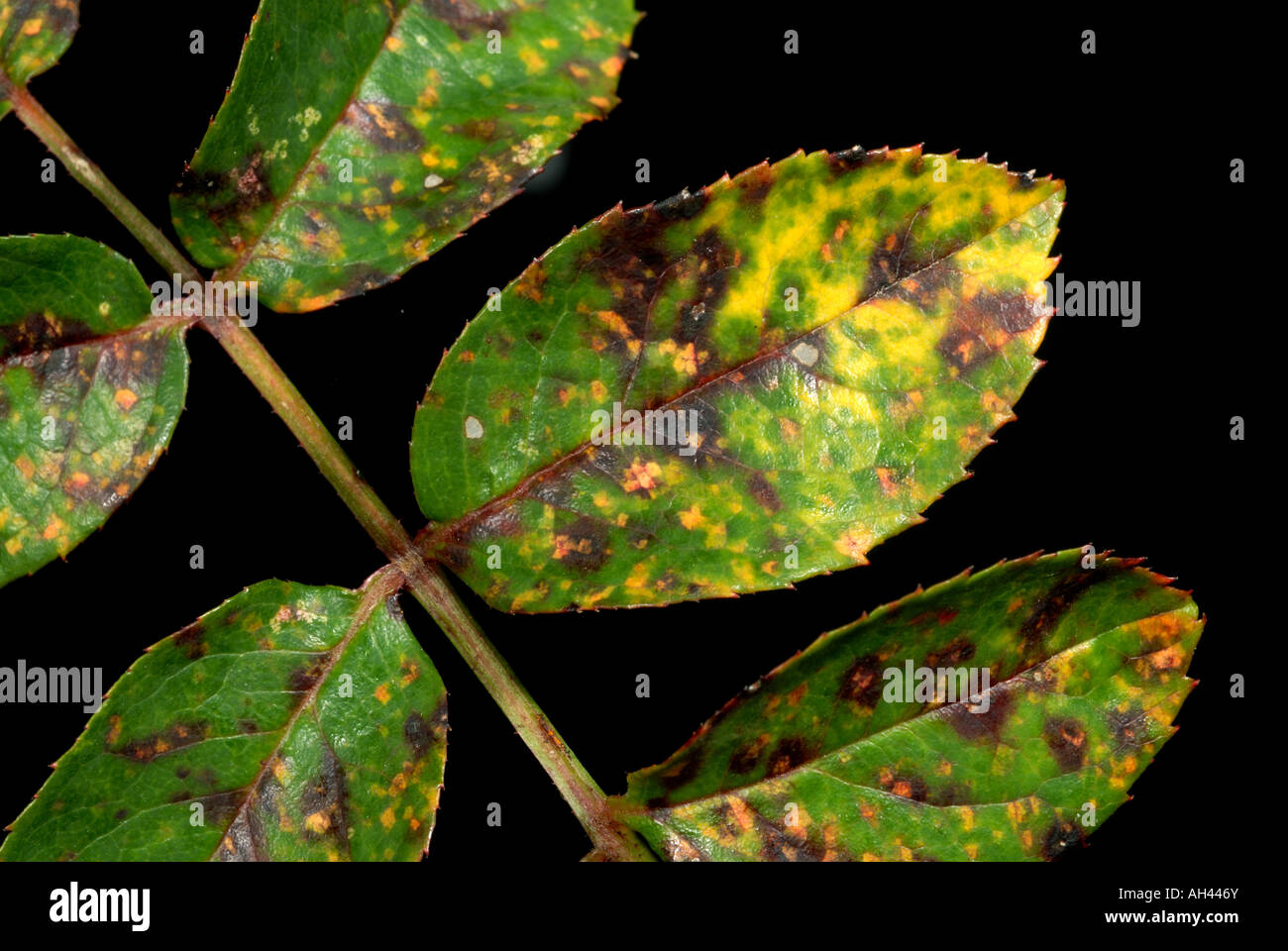 Rose rust Phragmidium tuberculatum multi coloured lesions on leaf upper surface Stock Photo