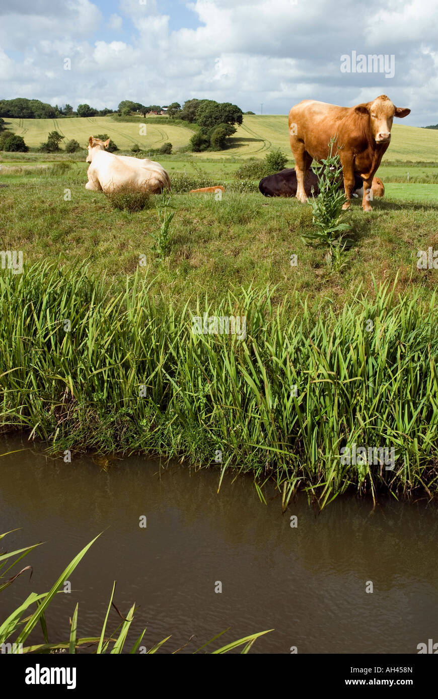 Cows and Watermill Stream in Combe Haven Valley East Sussex Stock Photo