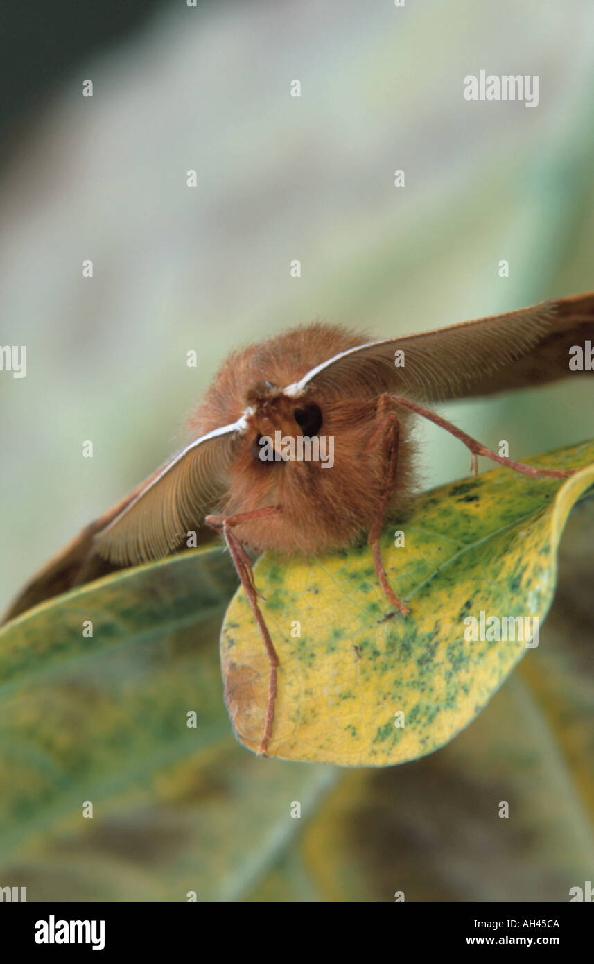 Feathered thorn moth, male (Colotois pannaria). Stock Photo