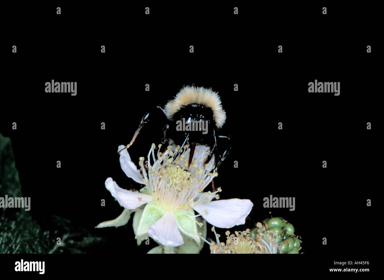 Bumble bee (Bombus terrestris) on a blackberry bramble flower with tongue extended. Stock Photo