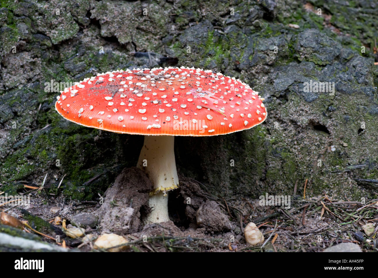 Red flat cap mushroom hires stock photography and images Alamy