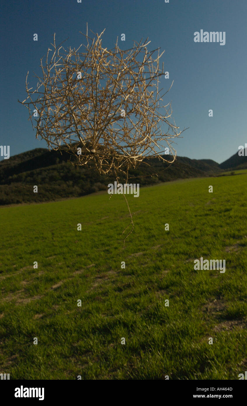 Tumbling tumbleweed is an invasive species