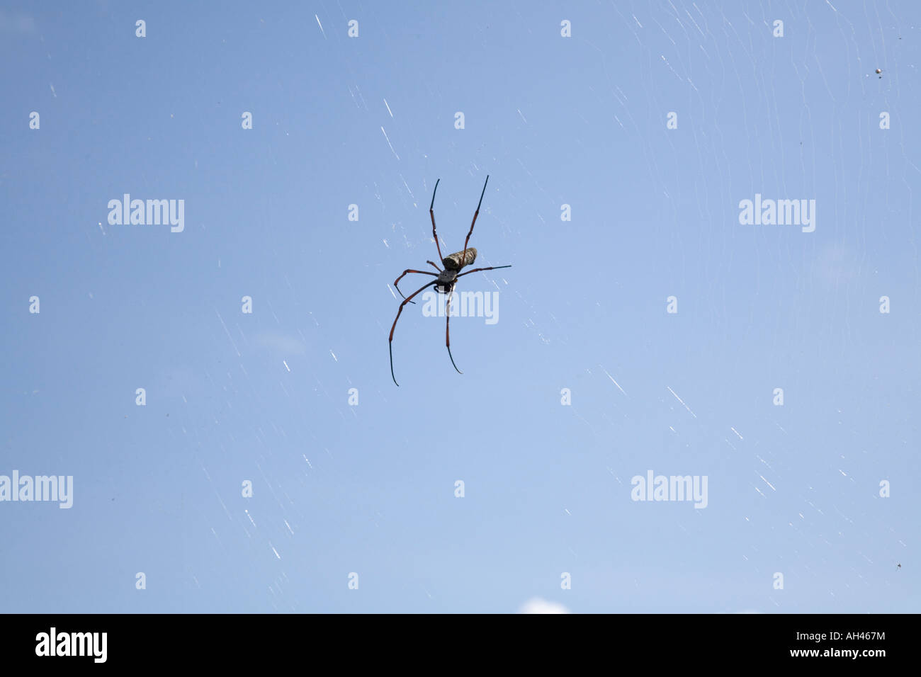 Spider and web in Thailand Stock Photo - Alamy