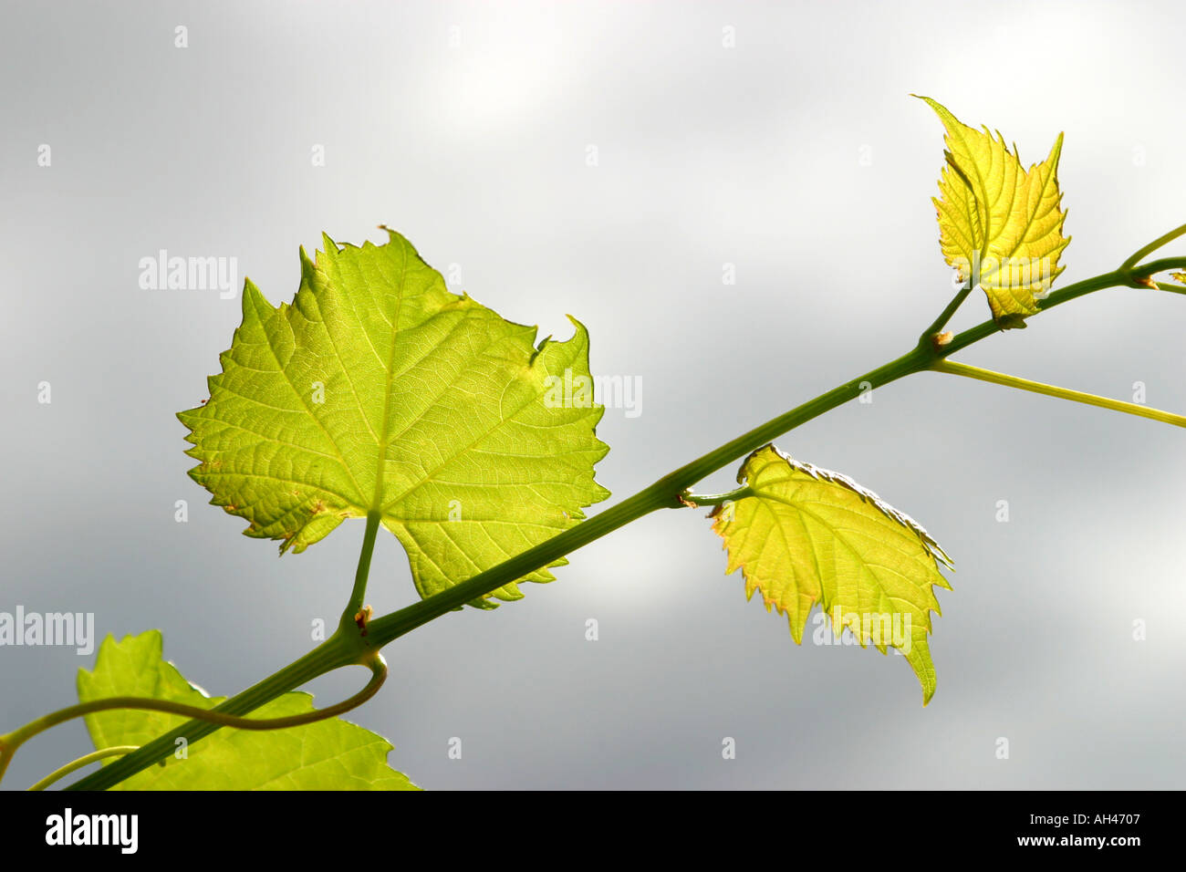 Digital leaves hi-res stock photography and images - Alamy