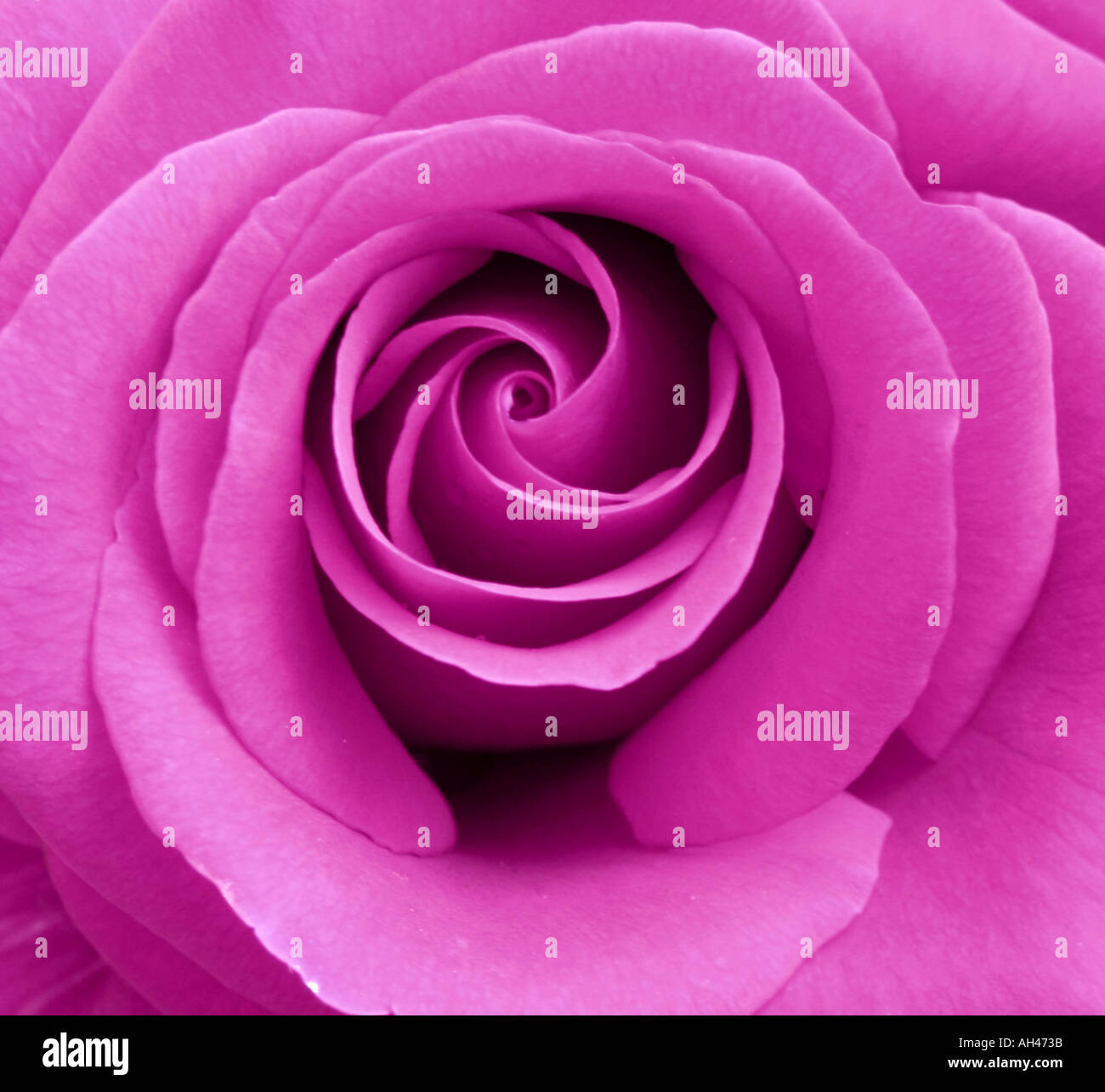Digital rose hi-res stock photography and images - Alamy