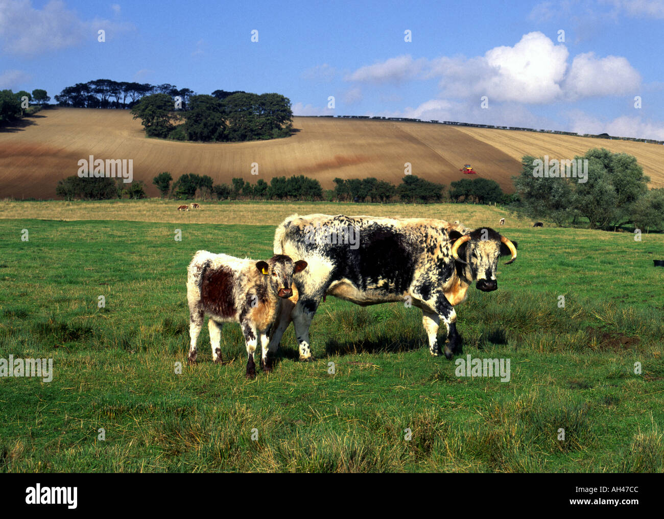 English Longhorn cow and calf on a farm in the Lincolnshire Wolds UK