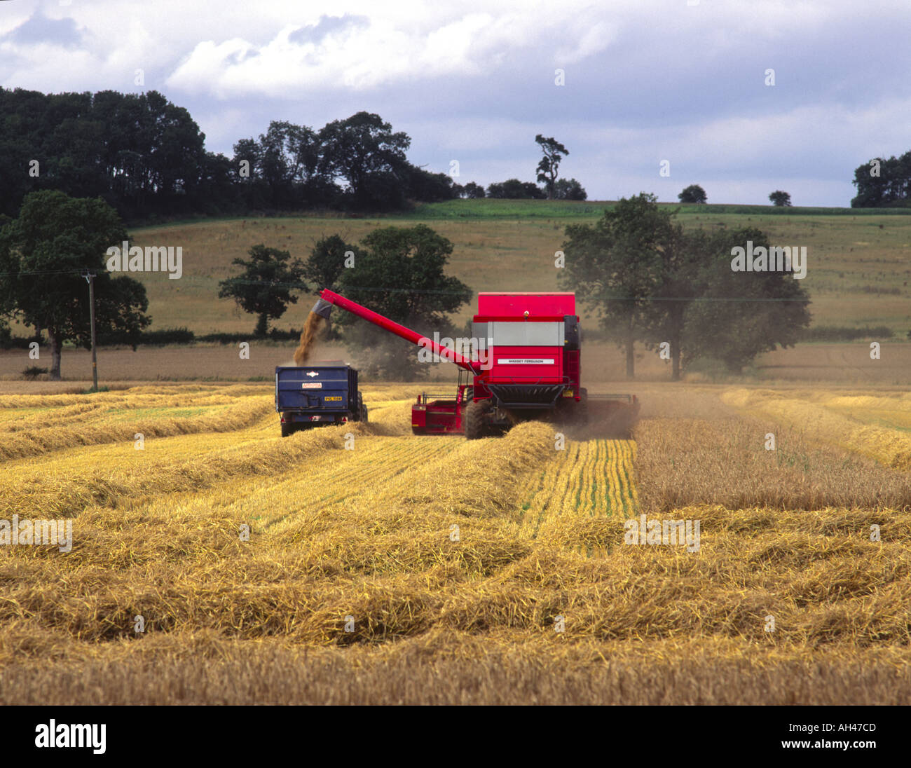 Combining a harvest of wheat in the Lincolnshire Wolds UK Stock Photo