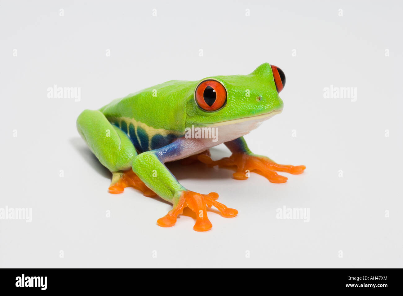 red eyed tree frog 2 Stock Photo