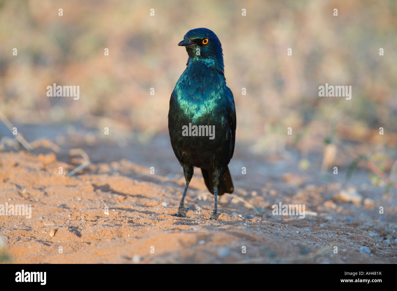 Cape glossy starling Lamprotornis nitens Kgalagadi Transfrontier Park South Africa Stock Photo