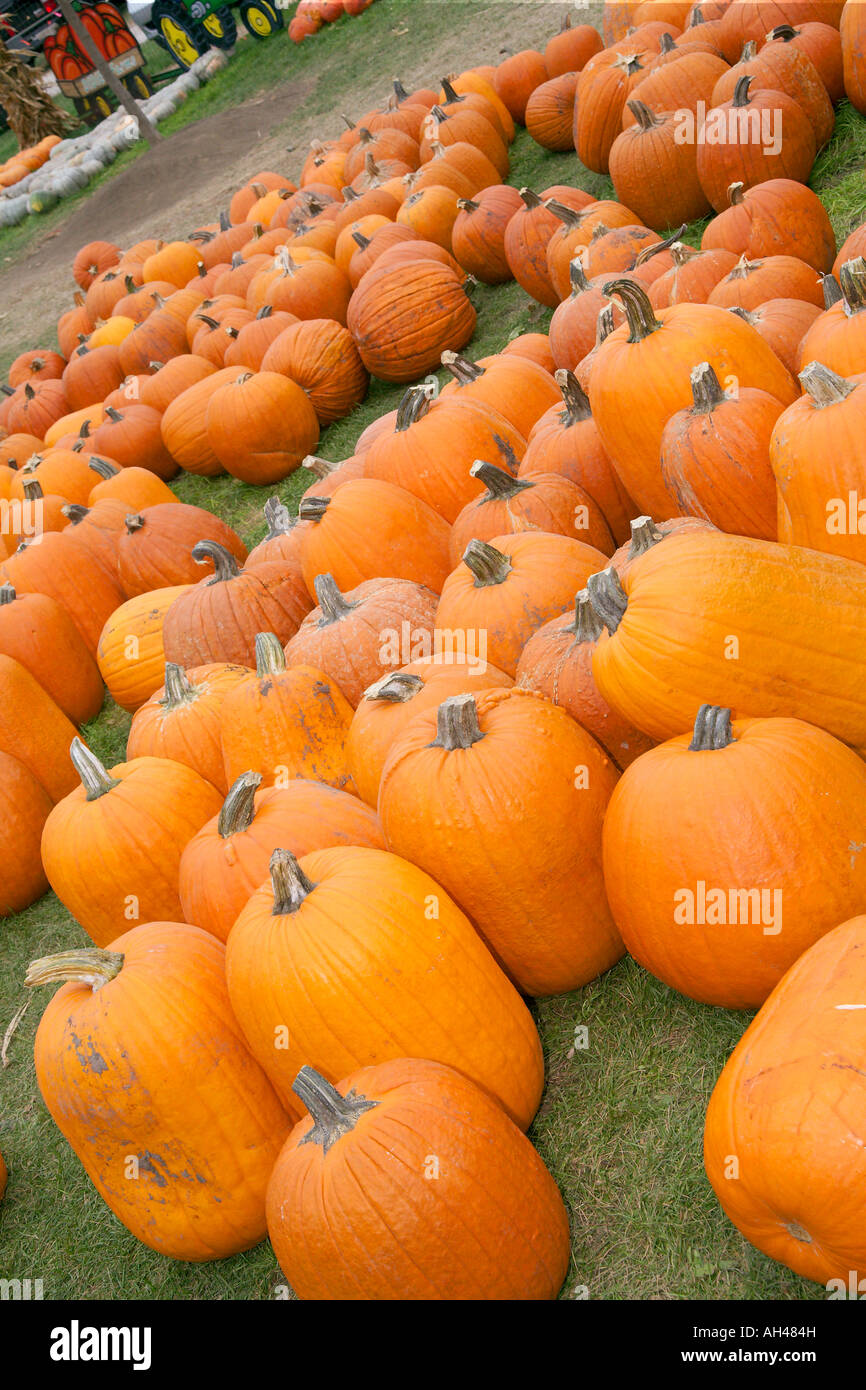 Pumpkins during the Fall Harvest Stock Photo - Alamy