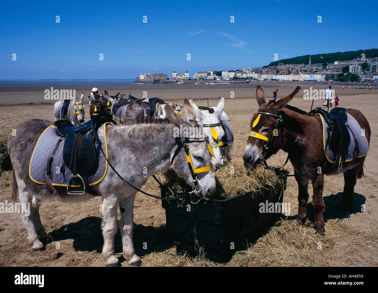 Donkeys on the beach Weston Super Mare Avon England Stock Photo