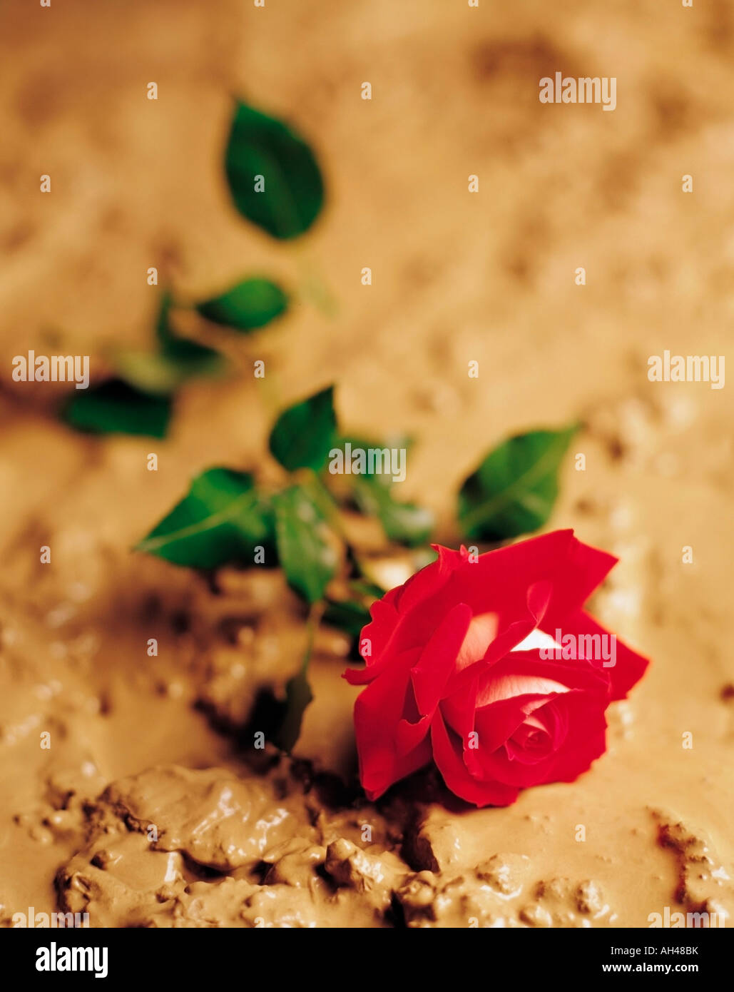A red rose laying in mud Stock Photo Alamy