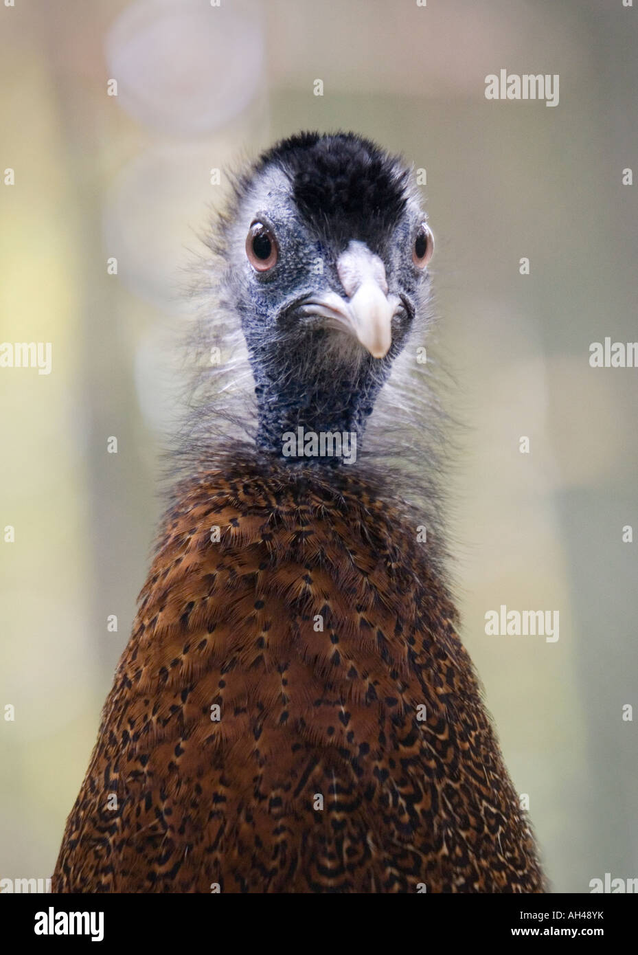 A humorous close-up portrait of a Great Argus pheasant, looking directly at the viewer. Stock Photo