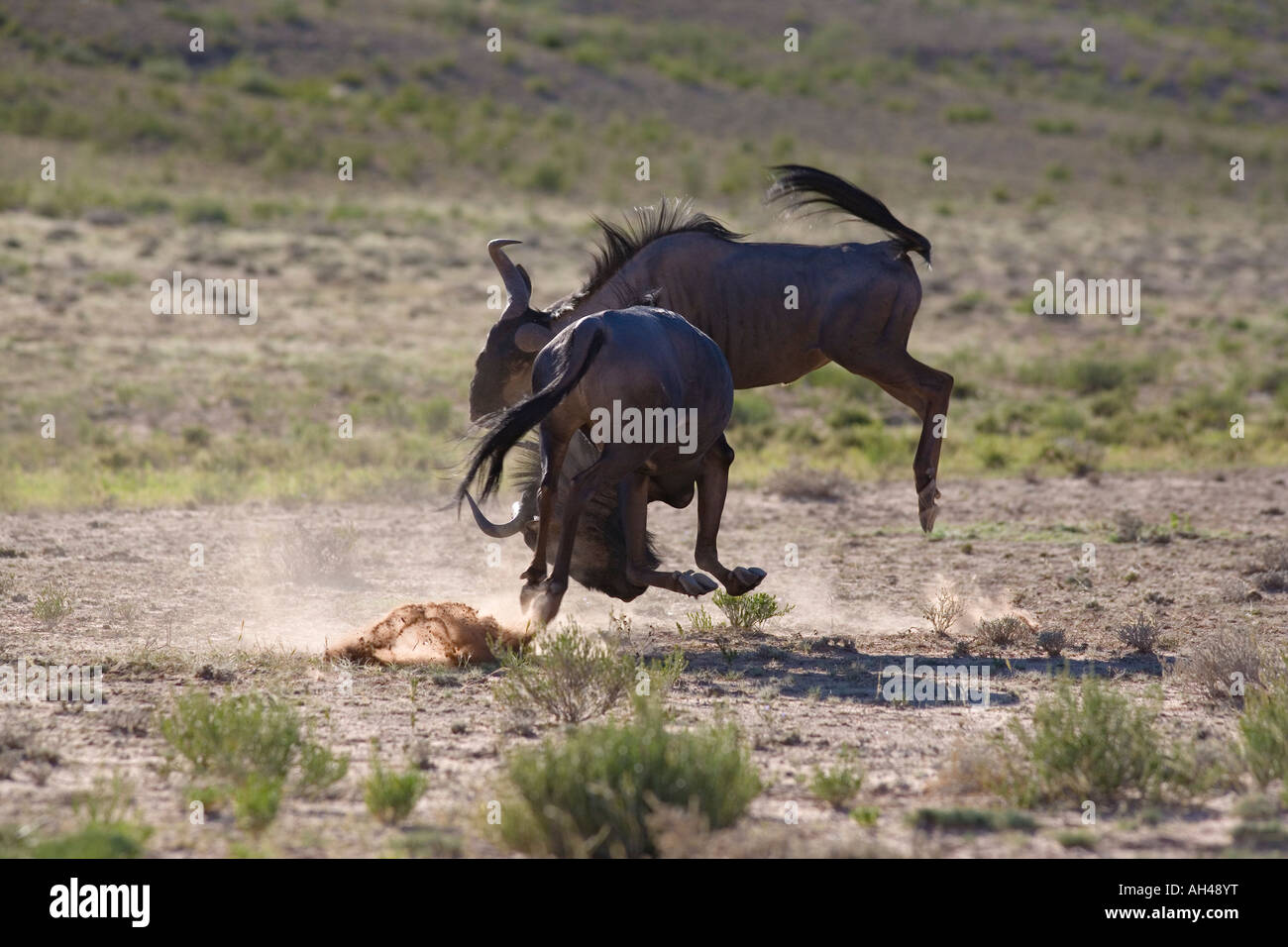 Common wildebeest Connochaetes taurinus spaaring Kgalagadi Transfrontier Park South Africa Stock Photo