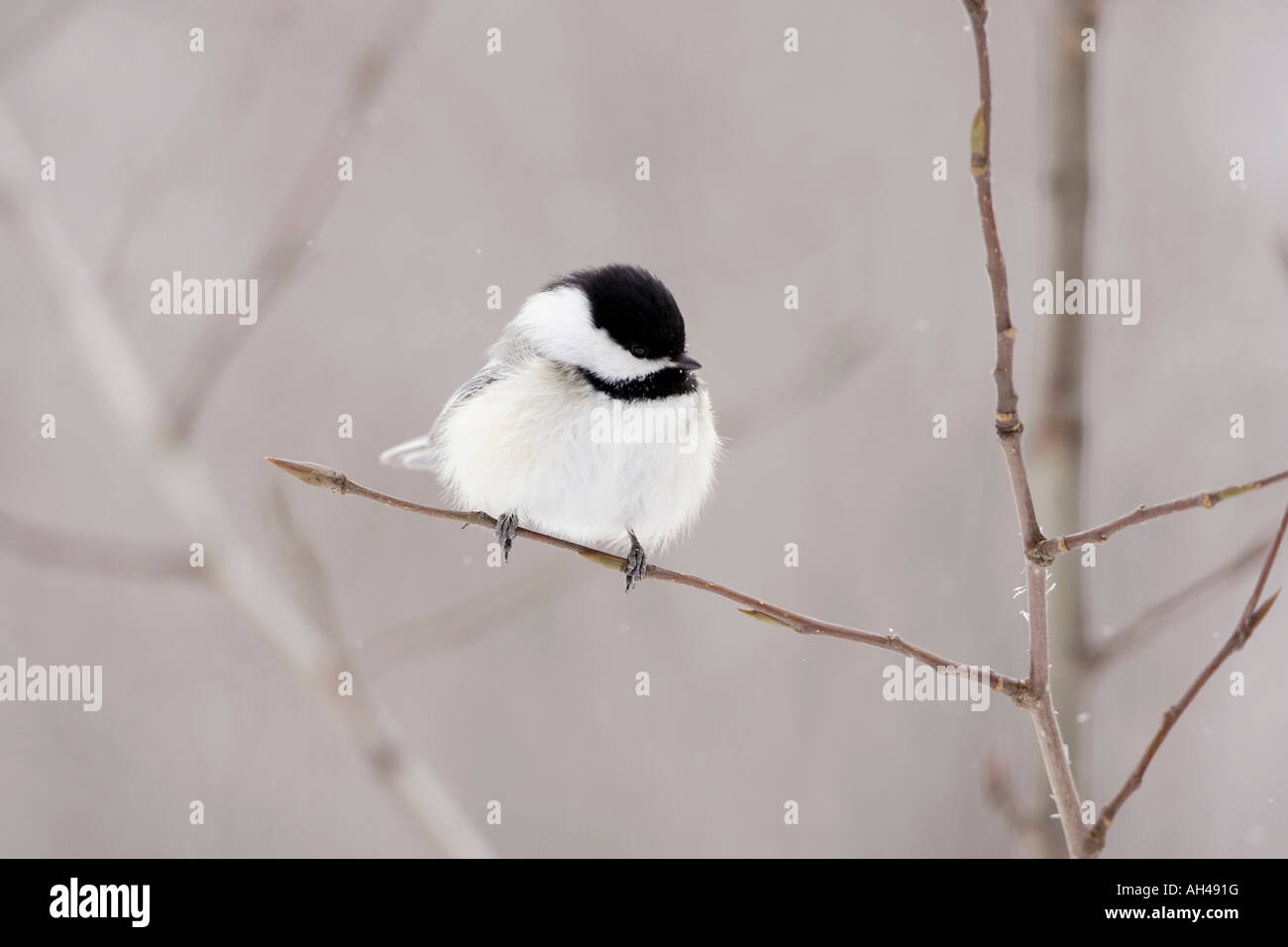 Bird on a branch Stock Photo
