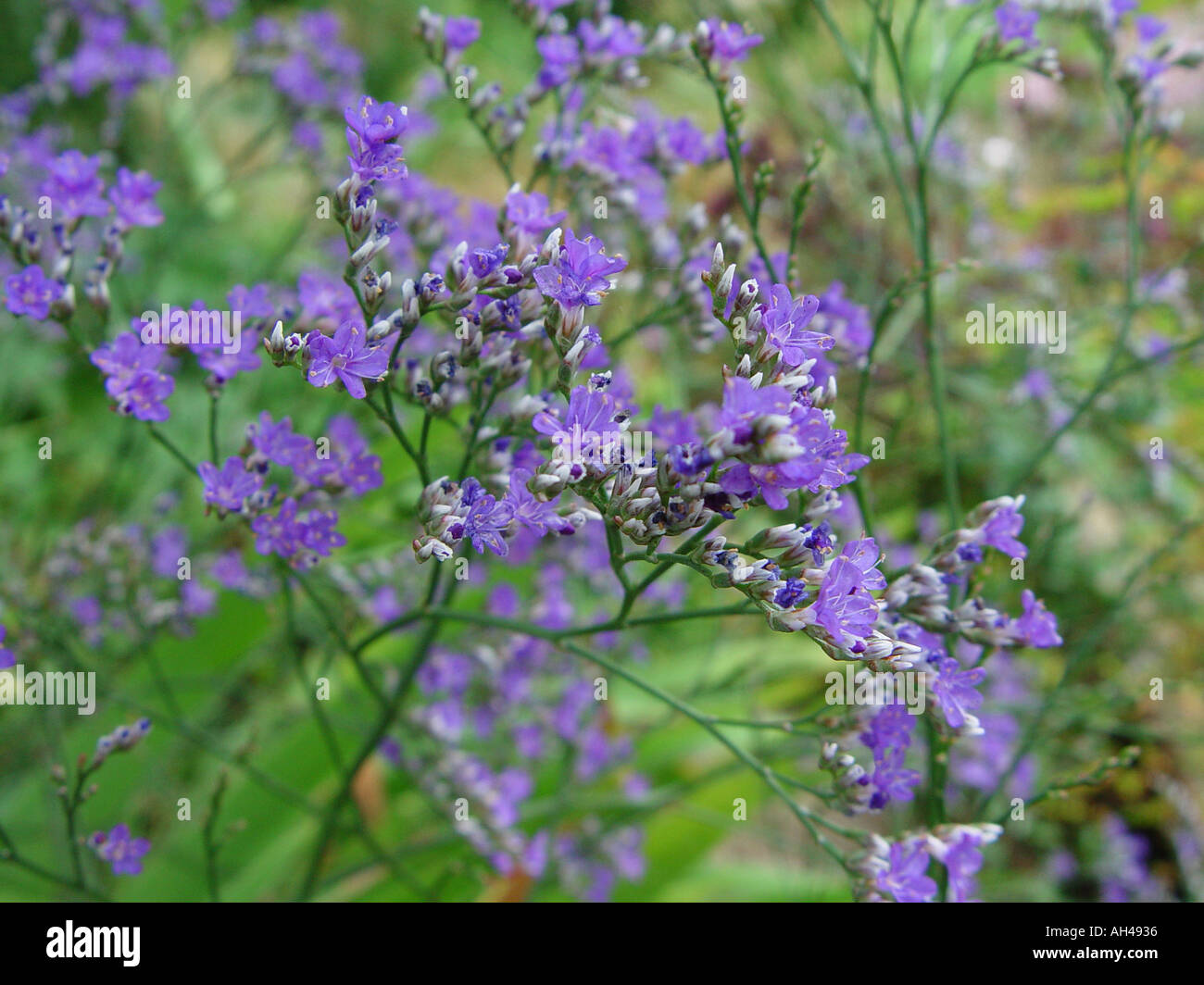 Limonium latifolium Everlasting flower Garden perennial in border Stock ...