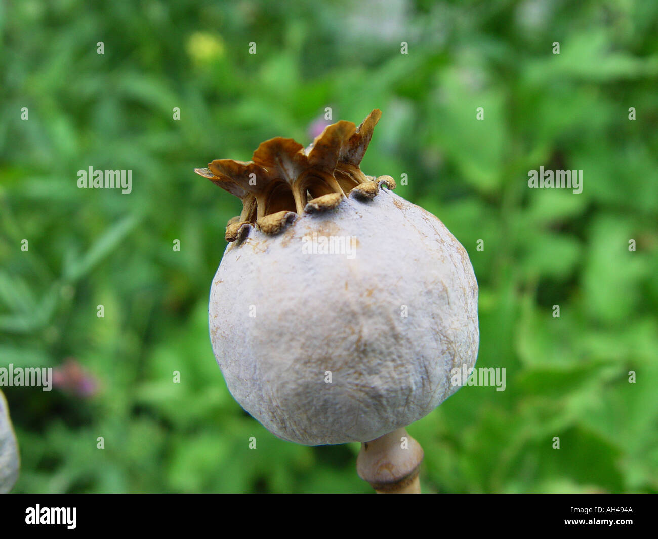 Papaver Poppy seed head showing seed dispersal method Stock Photo Alamy