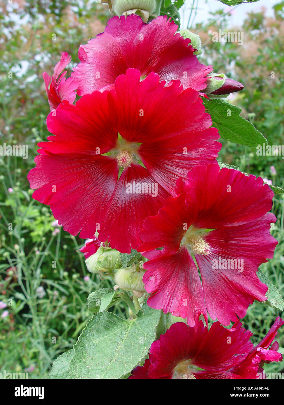 Alcea Althea rosea Garden hollyhock Stock Photo