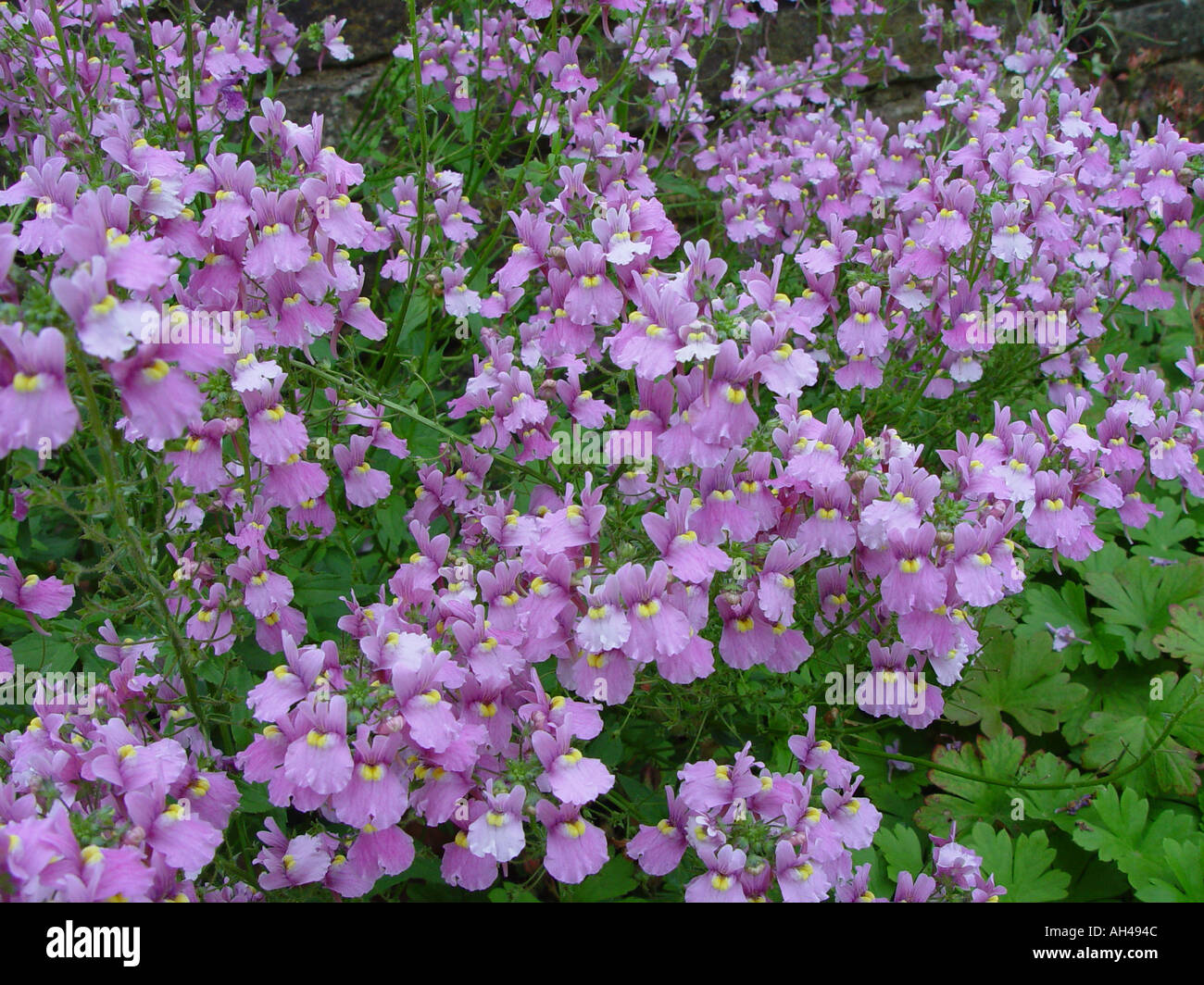 Nemesia denticulata Confetti Garden perennial Stock Photo 1132875 Alamy