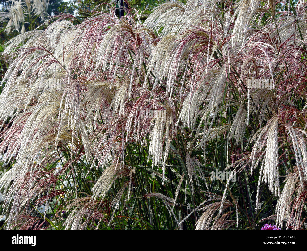 Miscanthus sinensis Kaskade ornamental garden grass Stock Photo