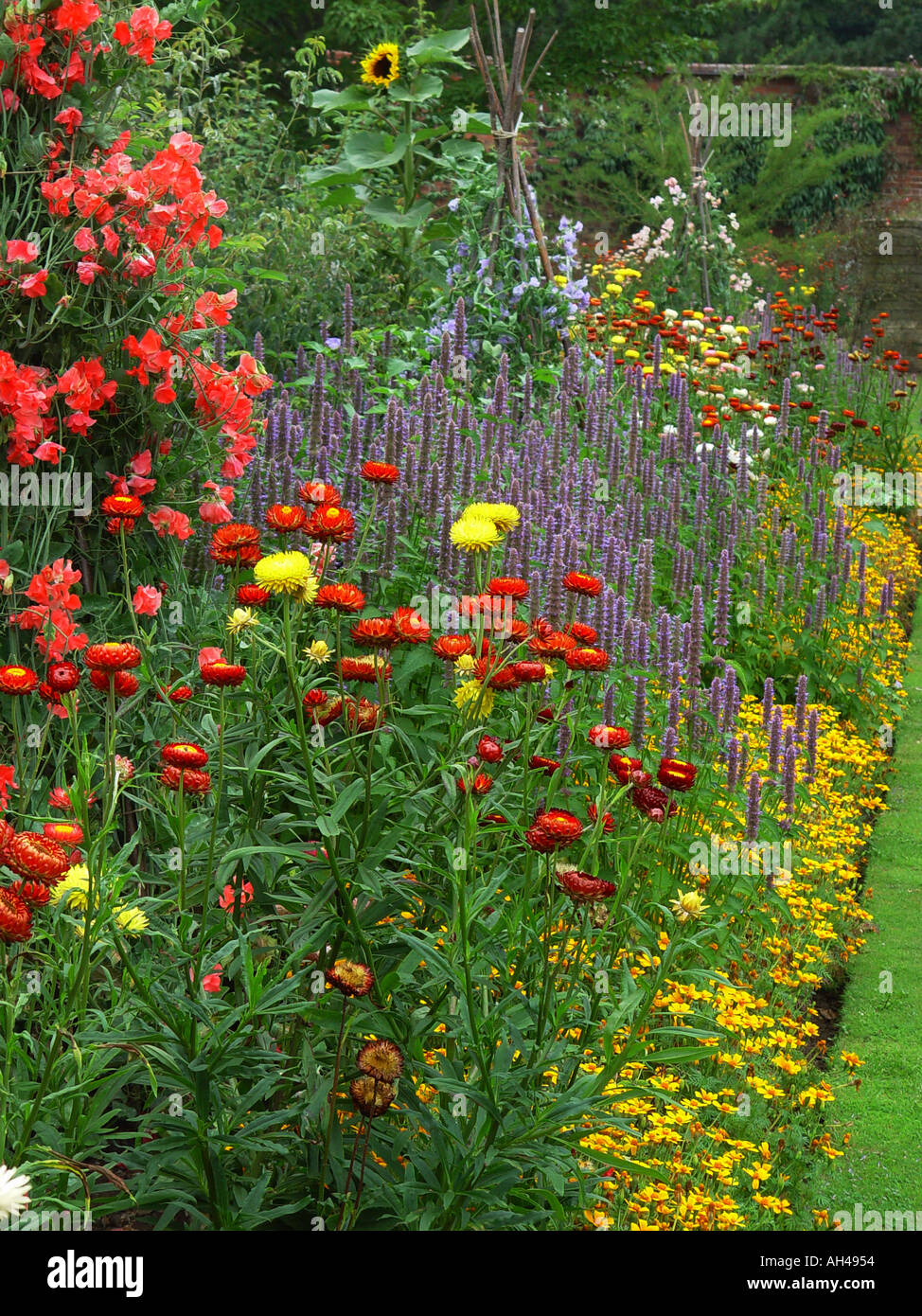 Garden mixed flower border of Border mixed Bracteantha sweet peas