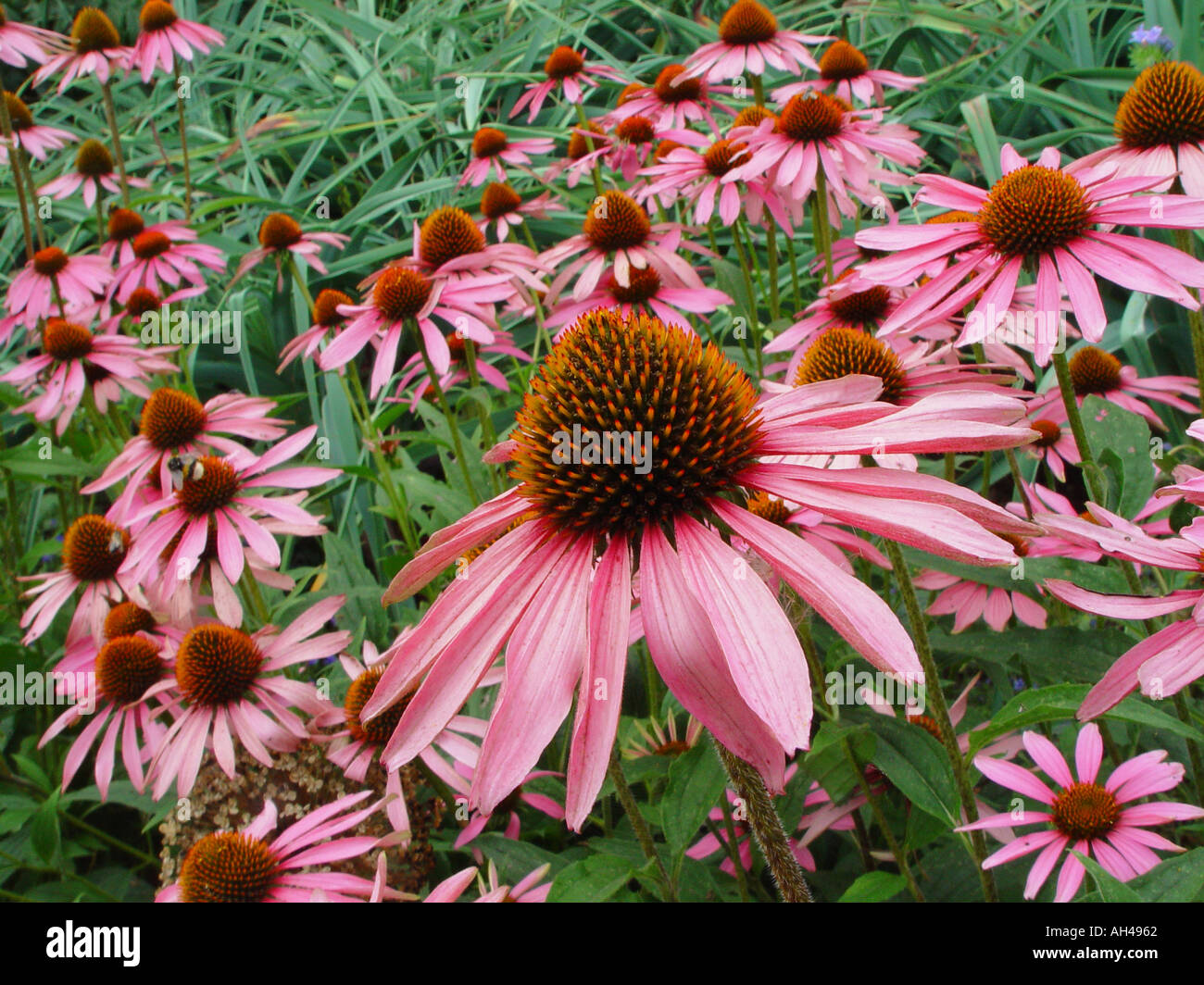 Rudbeckia purpurea Kim s Knee High Echinacea cone flower Stock Photo Alamy