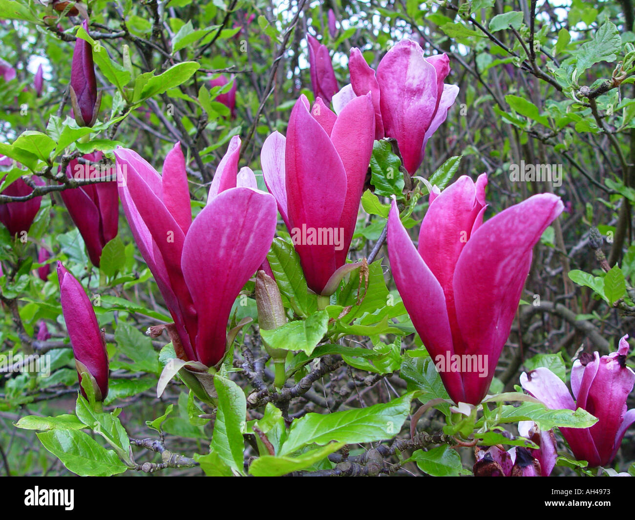 Magnolia liliiflora Nigra Tulip tree Tulip Bush Stock Photo