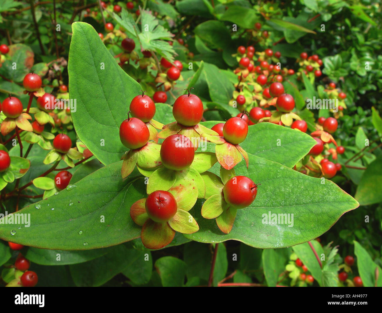 Hypericum Elstead red berries mass Autumn Shrub in garden border