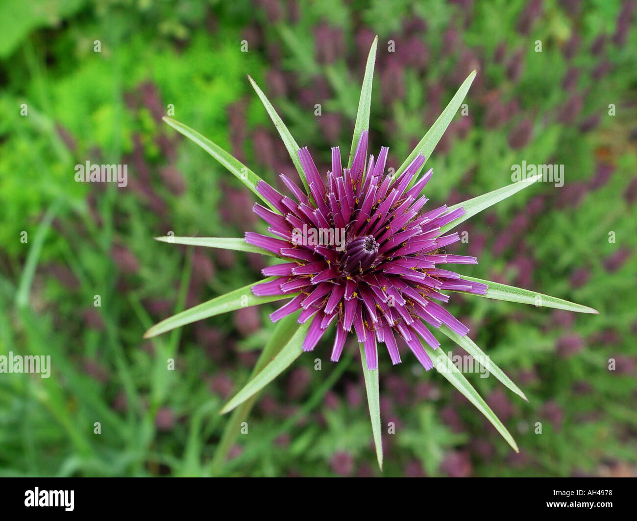 asteraceae compositae typical flower showing characteristics of this botanical family group Stock Photo