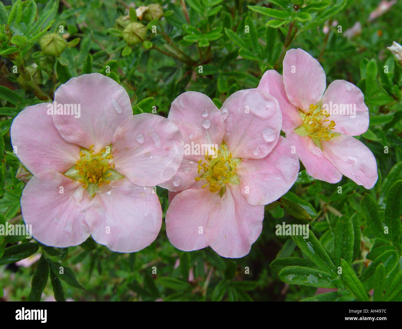 Potentilla pink princess garden shrub hi-res stock photography and