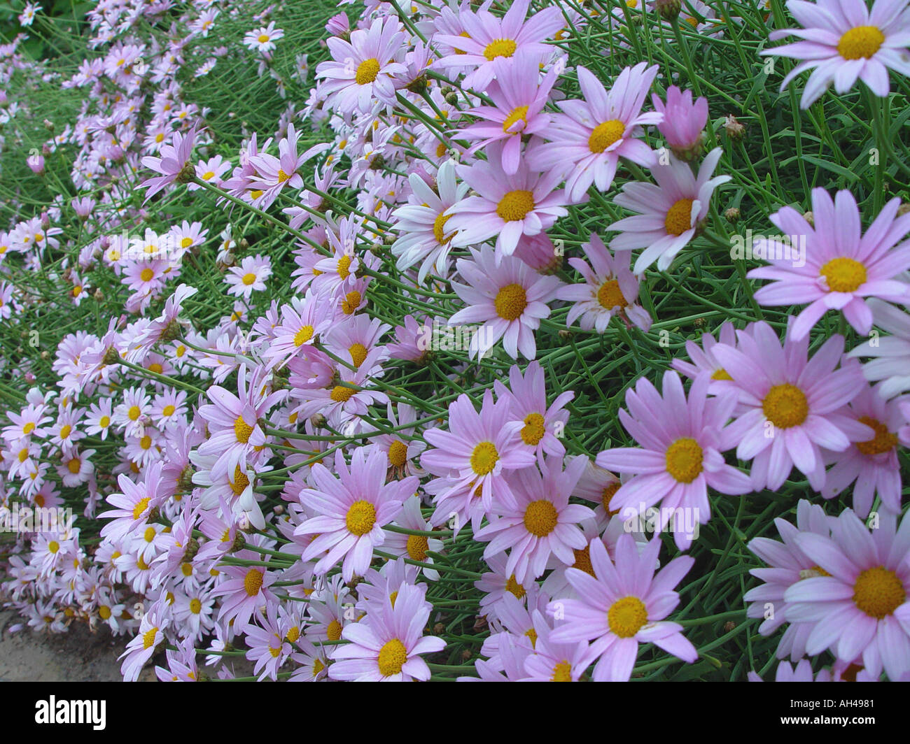 Argyranthemum Petite Pink Flowering perennial in garden setting Stock Photo
