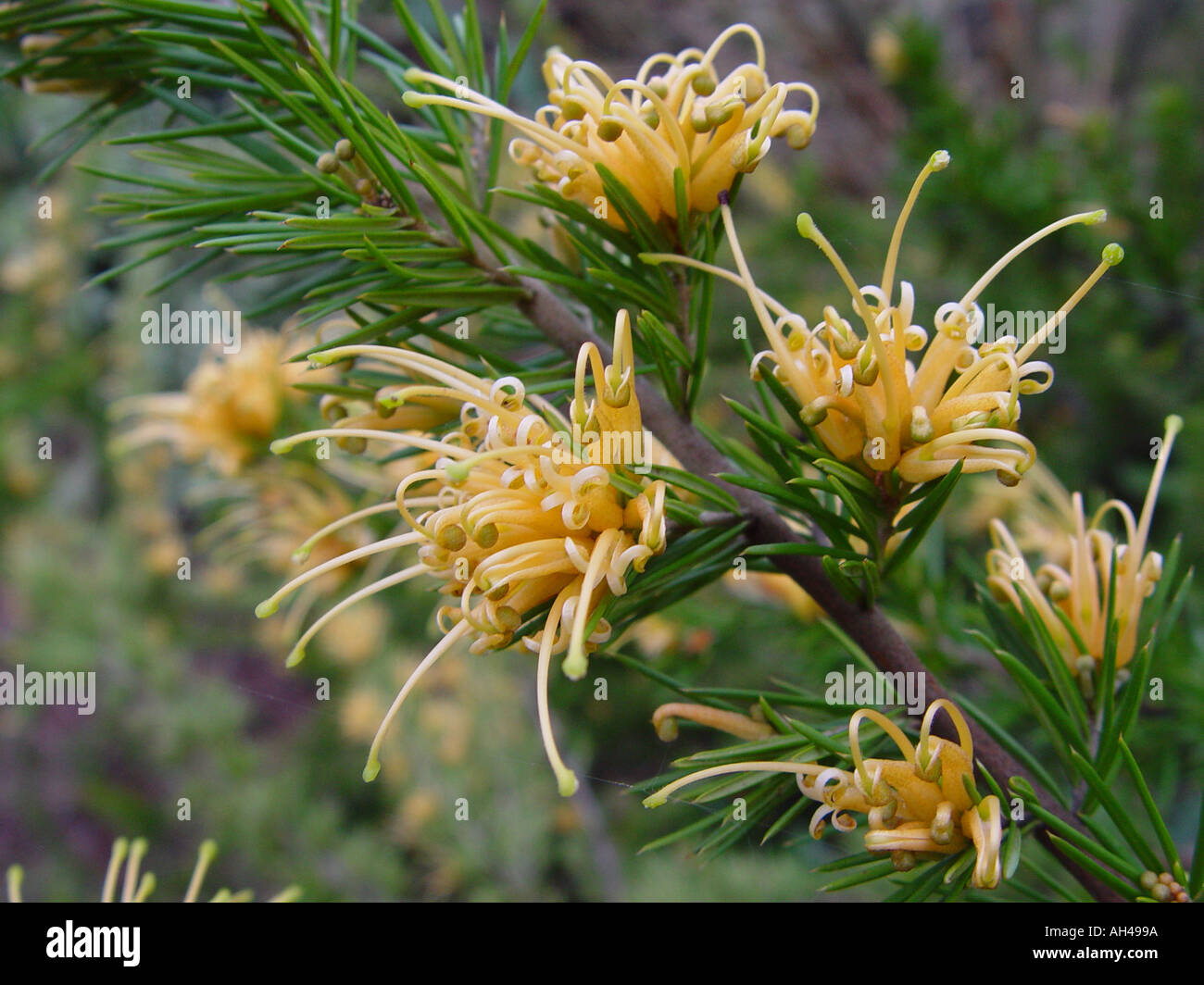 Grevillea juniperina f sulphurea Stock Photo