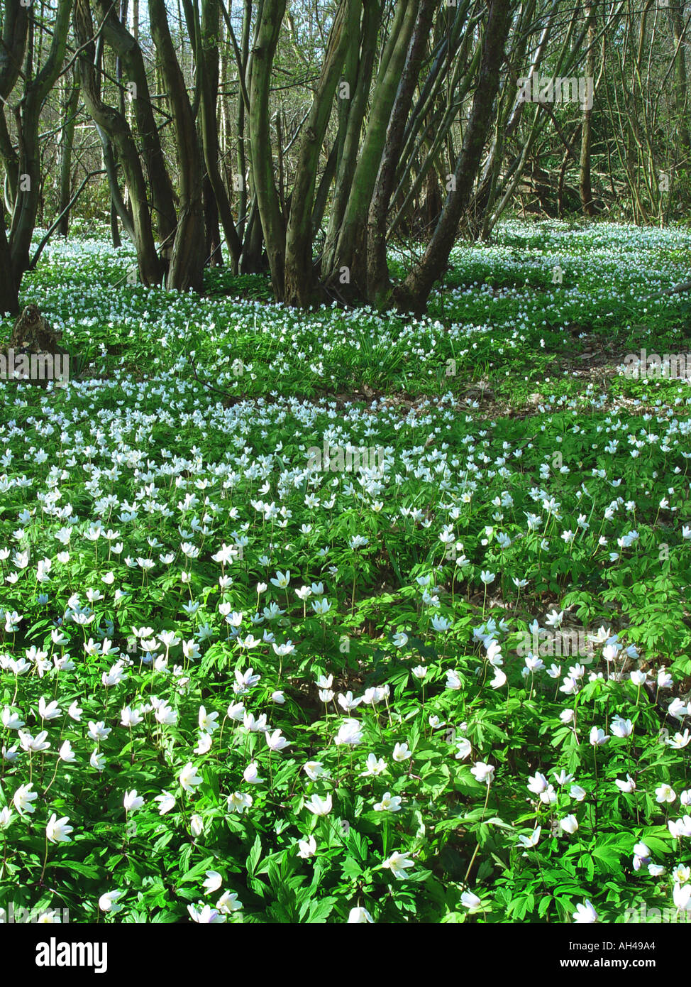 Anemone sylvestris woodland drift Common wood anemone wildflower Stock