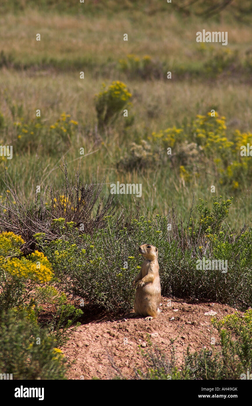 Endangered Utah prairie dog Cynomys parvidens on a mound Stock Photo