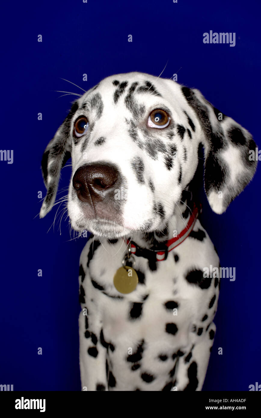 dalmation dog with blue background lit with a ring flash Stock Photo ...