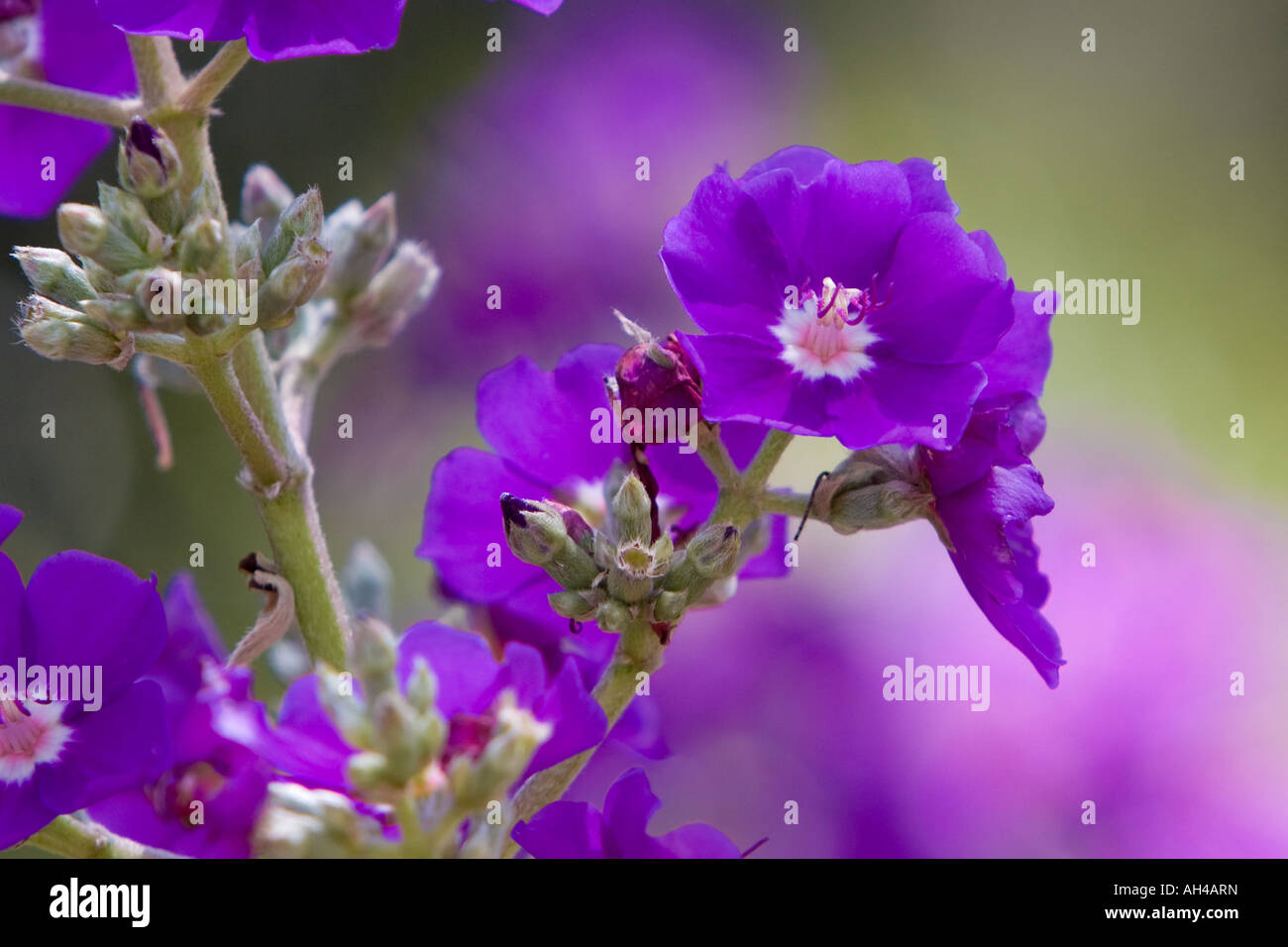 Purple Wild Flower Stock Photo - Alamy