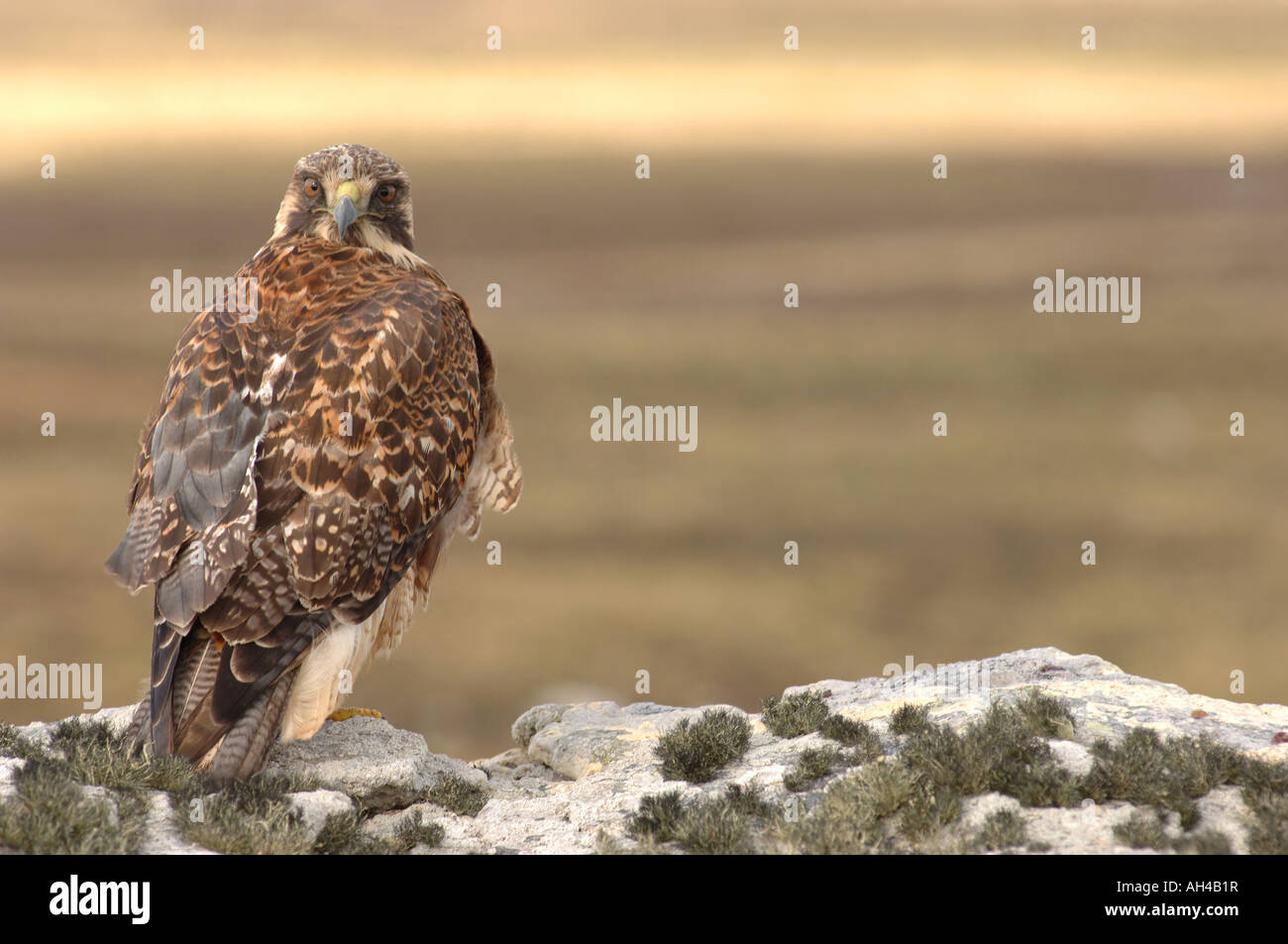 Red Backed Buzzard, Port Harriet, The Falkland Islands. Stock Photo
