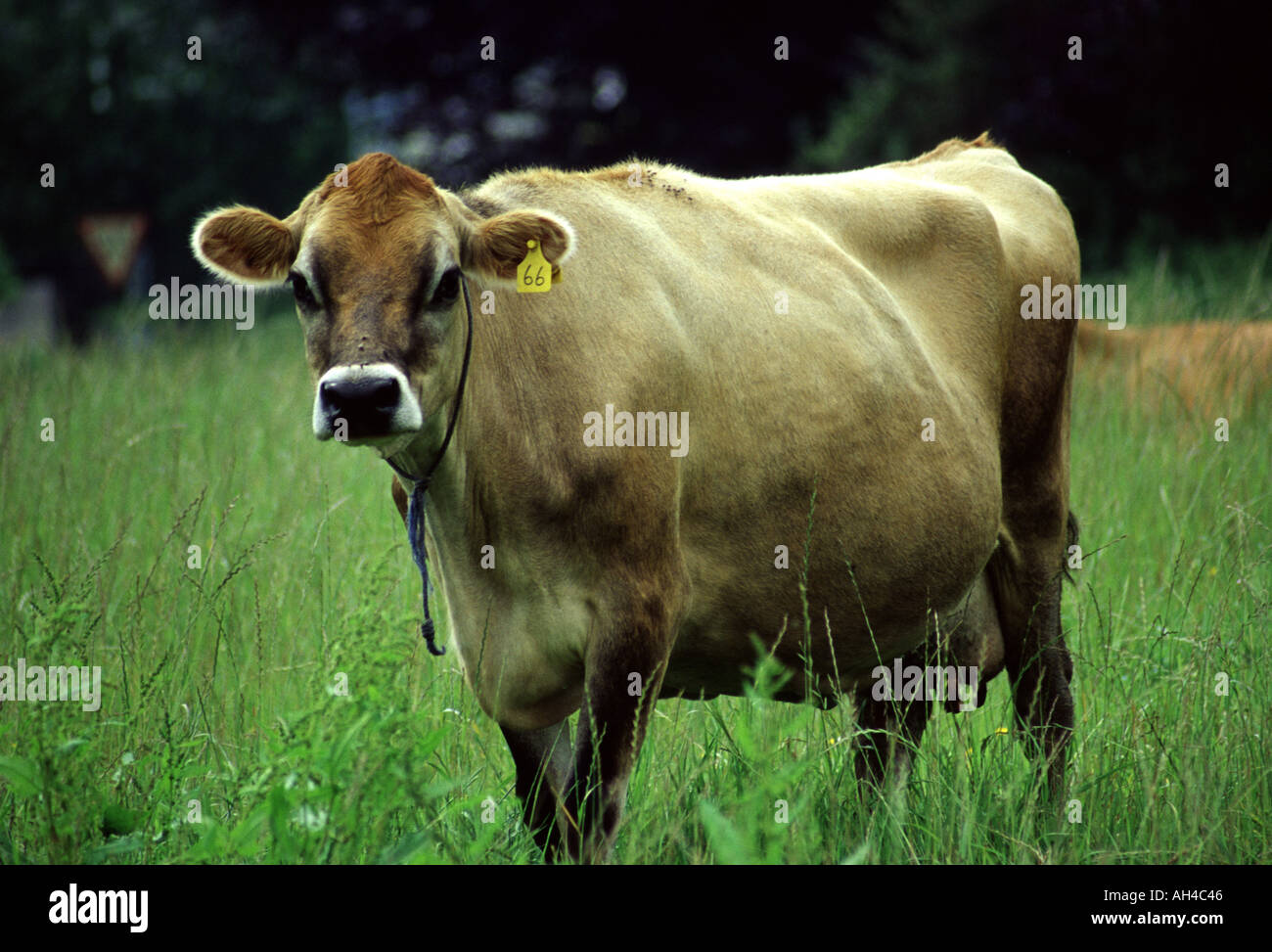 Jersey cow channel hi-res stock photography and images - Alamy