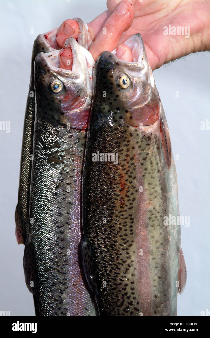 Fresh Trout Healthy Eating Stock Photo Alamy